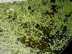 Other Common Duckweed – Lemna Major, Pond Weed, Duck Weed Seeds