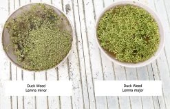 Other Common Duckweed – Lemna Minor, Pond Weed, Duck Weed Seeds -Garden Fresh Shop Duck Weed Lemna major and Lemna Minor