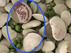 Organic Double Beans/ Tropical Lima Beans Seeds -Garden Fresh Shop E25A3D8A 02E5 4C82 9765 87BE267C4DC7