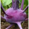 Other Purple Kohlrabi Seeds -Garden Fresh Shop E8264741 1B37 4035 A371 D50844214762 scaled 1