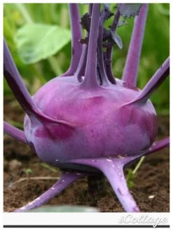 Other Purple Kohlrabi Seeds