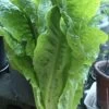 Celtuce/Salad Asparagus/Diếp Thơm Seeds -Garden Fresh Shop E95085EB D597 4FCF BCB7 B67EC80D7E34