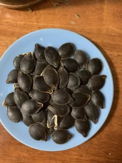 Shark Fin Melon/ Bí Vi Cá Seeds