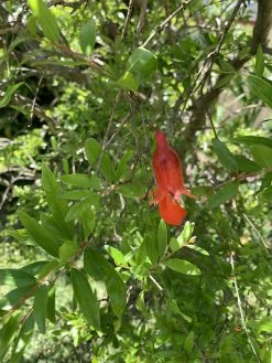 Other Dwarf Pomegranate Seeds -Garden Fresh Shop EF289049 357D 46D6 97CC A12A27EA73CC scaled 1