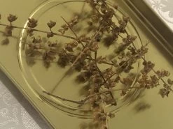 Organic Basil- Krishna Tulsi Seeds -Garden Fresh Shop EFBC8EBA 433B 4927 9274 F4E5D5989CEA scaled 1