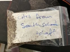 Eucalyptus Citriodora – Lemon Scented Gum, Salmon Trunk Seeds -Garden Fresh Shop Eucalyptus citriodora seed the good one re bagged 2022a