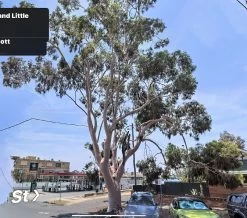 Eucalyptus Citriodora – Lemon Scented Gum, Salmon Trunk Seeds -Garden Fresh Shop Eucalyptus citriodoras at Gunnedah NSW 2022