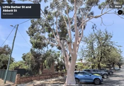 Eucalyptus Citriodora – Lemon Scented Gum, Salmon Trunk Seeds -Garden Fresh Shop Eucalyptus citriodoras at Gunnedah NSW 2022a 1