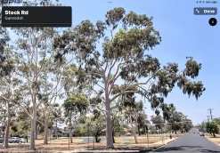 Eucalyptus Citriodora – Lemon Scented Gum, Salmon Trunk Seeds -Garden Fresh Shop Eucalyptus citriodoras at Gunnedah NSW 2022a 4