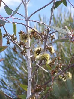 Eucalyptus Desmondensis – Desmond’s Mallee Seeds -Garden Fresh Shop Eucalyptus desmondensis Desmonds Mallee 1