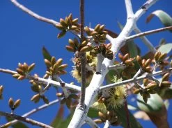 Eucalyptus Desmondensis – Desmond’s Mallee Seeds -Garden Fresh Shop Eucalyptus desmondensis Desmonds Mallee