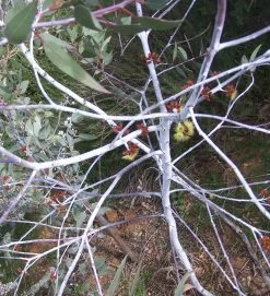 Eucalyptus Desmondensis – Desmond’s Mallee Seeds