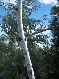 Eucalyptus Desmondensis – Desmond’s Mallee Seeds -Garden Fresh Shop Eucalyptus desmondensis Desmonds Mallee 4