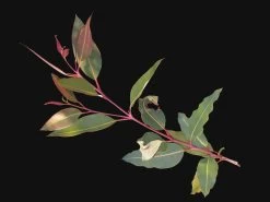 Eucalyptus Ficifolia X Calophylla (Corymbia Ficifolia X Calophylla) Seeds -Garden Fresh Shop Eucalyptus ficifolia foliage 1