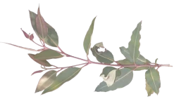Eucalyptus Ficifolia X Calophylla (Corymbia Ficifolia X Calophylla) Seeds -Garden Fresh Shop Eucalyptus ficifolia foliage 2