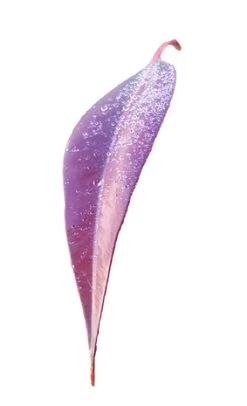 Eucalyptus Ficifolia X Calophylla (Corymbia Ficifolia X Calophylla) Seeds -Garden Fresh Shop Eucalyptus ficifolia leaf w