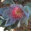 Eucalyptus Macrocarpa – Rose Of The West Seeds -Garden Fresh Shop Eucalyptus macrocarpa – Rose of the West 2