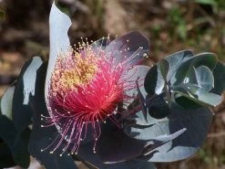Eucalyptus Macrocarpa – Rose Of The West Seeds -Garden Fresh Shop Eucalyptus macrocarpa – Rose of the West
