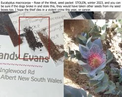 Eucalyptus Macrocarpa – Rose Of The West Seeds -Garden Fresh Shop Eucalyptus macrocarpa – Rose of the West seed packet STOLEN 2023