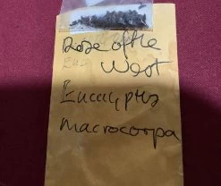 Eucalyptus Macrocarpa – Rose Of The West Seeds -Garden Fresh Shop Eucalyptus macrocarpa – Rose of the West seed x 15