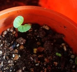 Eucalyptus Ptychocarpa Subsp. Aptycha – Swamp Bloodwood (Corymbia) (Hot Pink) Seeds -Garden Fresh Shop Eucalyptus ptychocarpa SEEDLING