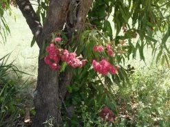Eucalyptus Ptychocarpa Subsp. Aptycha – Swamp Bloodwood (Corymbia) (Hot Pink) Seeds -Garden Fresh Shop Eucalyptus ptychocarpa subsp. aptycha Swamp Bloodwood Corymbia seed x100 Australian Native HOT PINK RED Gin Gin Rd 11 scaled 1