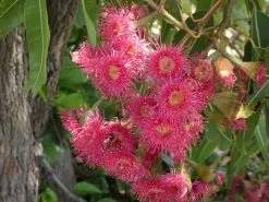 Eucalyptus Ptychocarpa Subsp. Aptycha – Swamp Bloodwood (Corymbia) (Hot Pink) Seeds