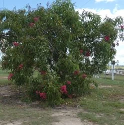 Eucalyptus Ptychocarpa Subsp. Aptycha – Swamp Bloodwood (Corymbia) (Hot Pink) Seeds -Garden Fresh Shop Eucalyptus ptychocarpa subsp. aptycha Swamp Bloodwood Corymbia seed x100 Australian Native HOT PINK RED Gin Gin Rd 15