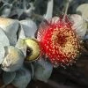 Australian Bush Rose (Eucalyptus Macrocarpa) Seeds