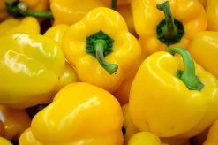 Yellow Capsicum ‘Amigo Gold’ – Capsicum Annuum Seeds -Garden Fresh Shop F11BD0B5 BA50 4D3F A873 075CC507492A