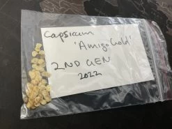 Yellow Capsicum ‘Amigo Gold’ – Capsicum Annuum Seeds -Garden Fresh Shop F38E8E44 4D18 47D7 AA1F A456F37385DF