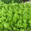 Gai Choy Seeds 2 Gai Choy Seeds -Garden Fresh Shop F7891120 85A1 403D 8BEA 33E85A00ACD9