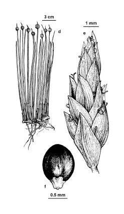 Ficinia Nodosa – Knobby Club-rush Seeds -Garden Fresh Shop FOV2 fig065d f