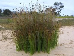 Ficinia Nodosa – Knobby Club-rush Seeds -Garden Fresh Shop Ficinia nodosa 1plant10 LJ Mason Lookout 15 5 11