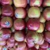 Other Fuji Apple (From Australian Apple Trees) Seeds -Garden Fresh Shop Fuji Apple 2 1