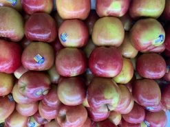 Other Fuji Apple (From Australian Apple Trees) Seeds