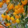 Tomato Gold Nugget Seeds 2 Tomato Gold Nugget Seeds -Garden Fresh Shop GOLDNUGGET1