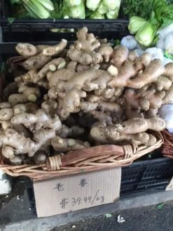 Ginger Seedling Plants 12 Ginger Seedling Plants -Garden Fresh Shop Ginger 4