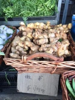 Ginger Seedling Plants 13 Ginger Seedling Plants -Garden Fresh Shop Ginger 7