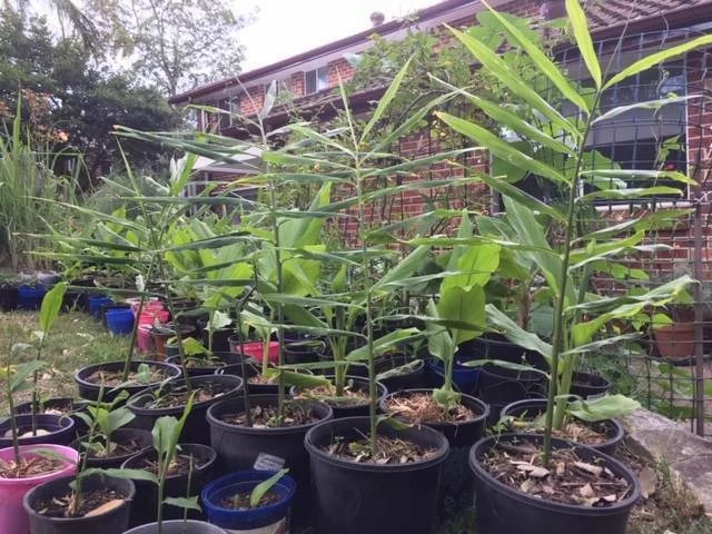 Ginger Seedling Plants 4 Ginger Seedling Plants - Image 2