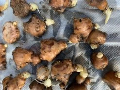 Ginger Seedling Plants