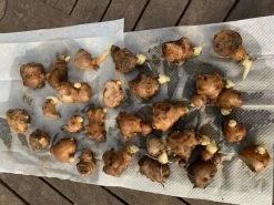 Ginger Seedling Plants 17 Ginger Seedling Plants -Garden Fresh Shop Ginger pack 2