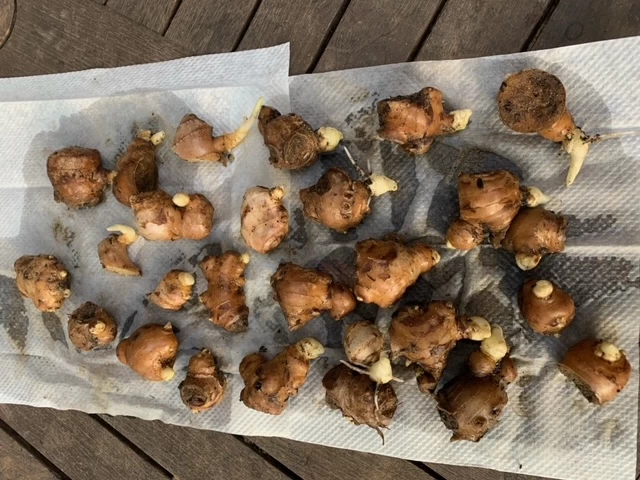 Ginger Seedling Plants 10 Ginger Seedling Plants - Image 8