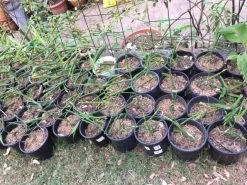 Ginger Seedling Plants 15 Ginger Seedling Plants -Garden Fresh Shop Ginger 1