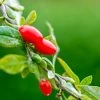 Other Goji Berry Seeds -Garden Fresh Shop Goji