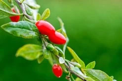 Other Goji Berry Seeds
