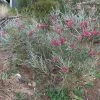 Hakea Grammatophylla – MacDonnell Ranges Hakea Seeds -Garden Fresh Shop Hakea grammatophylla MacDonnell Ranges Hakea 1