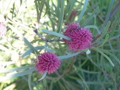 Hakea Grammatophylla – MacDonnell Ranges Hakea Seeds 12 Hakea Grammatophylla – MacDonnell Ranges Hakea Seeds -Garden Fresh Shop Hakea grammatophylla MacDonnell Ranges Hakea 2
