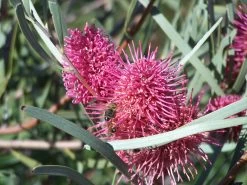 Hakea Grammatophylla – MacDonnell Ranges Hakea Seeds 11 Hakea Grammatophylla – MacDonnell Ranges Hakea Seeds -Garden Fresh Shop Hakea grammatophylla MacDonnell Ranges Hakea 22