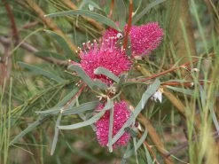 Hakea Grammatophylla – MacDonnell Ranges Hakea Seeds 9 Hakea Grammatophylla – MacDonnell Ranges Hakea Seeds -Garden Fresh Shop Hakea grammatophylla MacDonnell Ranges Hakea Bilbys 2009 4